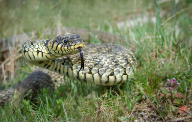 Snake head with forked tongue closeup.