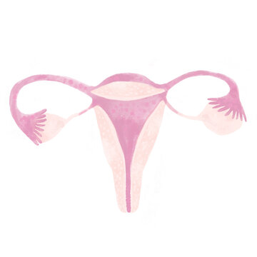 Female reproductive system. Isolated illustration on a white background.