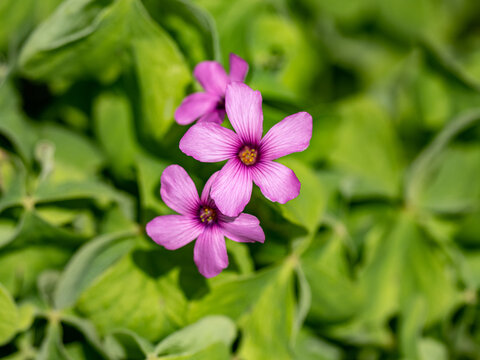 Closeup shot of Oxalis Rubra flowers against a vibrant green background