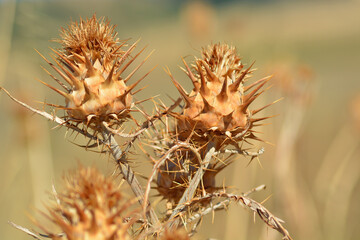 Plants dried in the sun due to drought in Southern Italy.