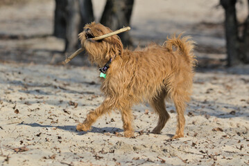 Decorative Belgian dog Griffin for a walk in the city park. Pet. Blurred background. Close-up.