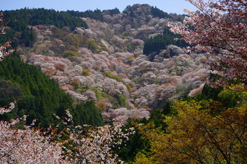 Yoshinoyama sakura cherry blossom during spring. Mount Yoshino in Nara Prefecture, Japan's most famous cherry blossom viewing spot - 日本 奈良 吉野山の桜