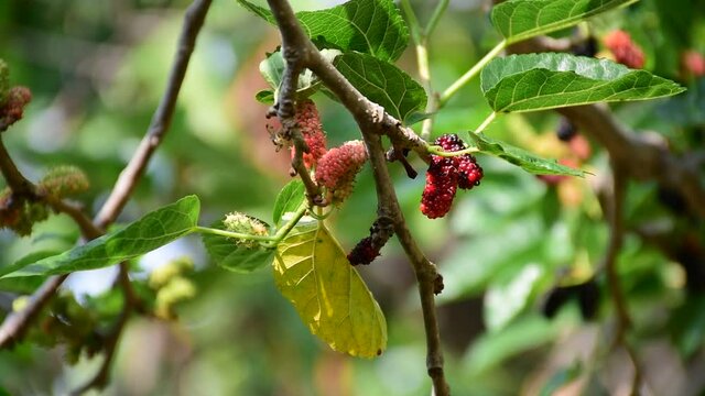 Mulberry tree in the garden with a bee