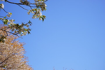 Beautiful cherry blossom, Sakura, on Mount Yoshino during spring time over blue sky in in Nara Prefecture, Japan. Copy space, Closeup - 吉野山 桜の花 アップ 奈良 日本	