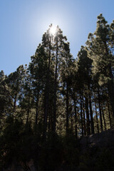 Árboles en el Parque Nacional del Teide con el sol al fondo