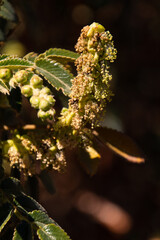 Bencomia sp pertenece a la familia Rosacea