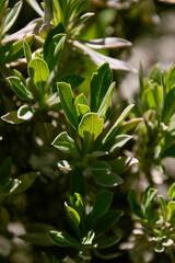 Planta en el parque nacional del Teide