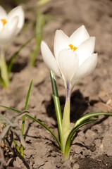 white crocus flower