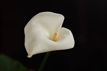 white calla lily