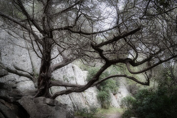 arbre