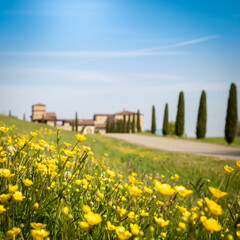 Beautiful view of a country house with flower meadows and driveway with cypresses, blue sky in background. Spring in the countryside with fragrant yellow flowers. Happiness outdoors and nature concept