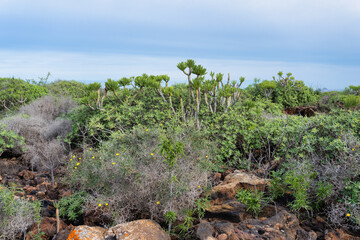 Fototapeta na wymiar rugged volcanic landscape and shrubs