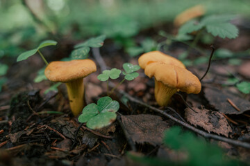 Mushroom picking in season. Edible forest mushrooms, chanterelles grow in the grass.