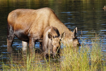 Wild Moose with her Calf in Water in National Park Denali in Alaska