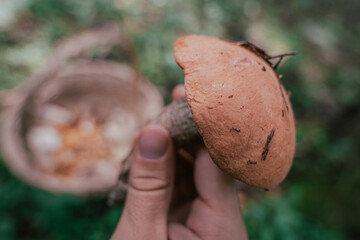 Seasonal picking of edible mushrooms in the forest. Male hands are holding a cut mushroom.