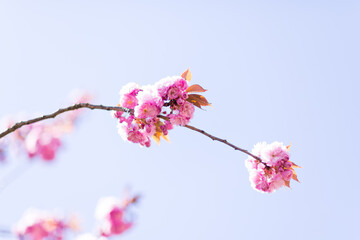 Pinkfarbene Kirschbaumblüte im April