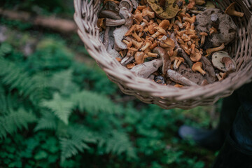 Male hands are holding a basket. Mushroom picker collects mushrooms in a basket