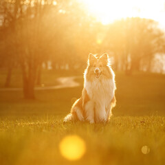 Shetland sheepdog - Sheltie - on a sunset park background.