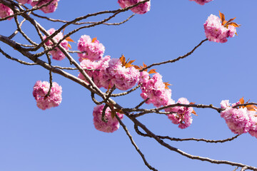 Pinkfarbene Kirschbaumblüte im April