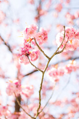 Pinkfarbene Kirschbaumbl&uuml;te im April