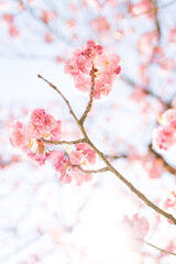 Pinkfarbene Kirschbaumblüte im April