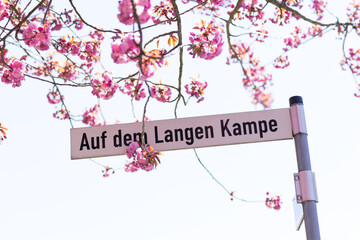 Straßenschild "auf dem langen Kampe" Pinkfarbene Kirschbaumblüte im April