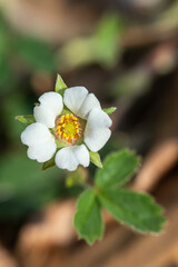 Obraz premium Closeup of a small wild flower blossom