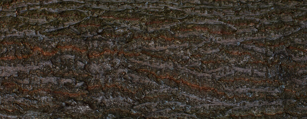 Tree bark texture. Panoramic close-up of dark embossed texture of the bark of old tree background 