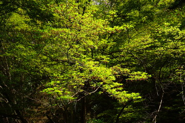 Obraz premium Spring fresh green maple (momiji) tree on Yoshino-yama, in Nara prefecture, Japan - 新緑のもみじ 吉野山 日本 奈良