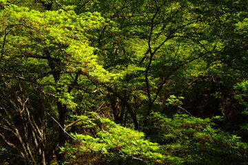 Spring fresh green maple (momiji) on Yoshino-yama, in Nara prefecture, Japan - 新緑のもみじ 吉野山 日本 奈良