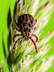 Encephalitis Virus Infected Tick Insect Crawling on Green Grass. Lyme Borreliosis Disease Infectious Dermacentor Tick Arachnid Parasite Macro.