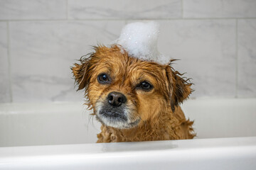 Cute dog in bath with bubbles