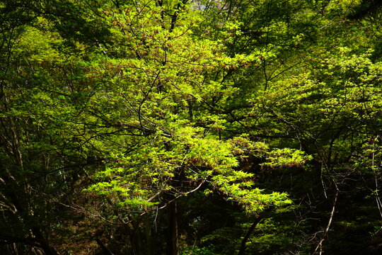 Spring fresh green maple (momiji) tree on Yoshino-yama, in Nara prefecture, Japan - 新緑のもみじ 吉野山 日本 奈良