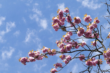 Kirchblüte in Köln Sülz 1