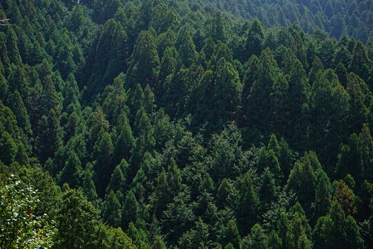 Spring Fresh Green Cedar Tree or Yoshino-sugi on Yoshino-yama in Nara, Japan - 日本 奈良 吉野杉 吉野山 