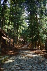Sunlight Shining Through a Forest and cedar trees on a country stone pathway on Mount Yoshino in Nara prefecture, Japan - 杉の木 吉野山の石畳 日本 奈良