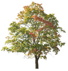 Autumnal Maple tree with colorful leaves isolated on white background