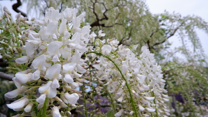 商用で使える白い藤の写真