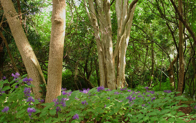 Trees Grow Tall Among Plants And Other Vegetation In This Forest