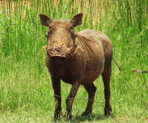 Warthog Takes A Quick  Look At Our Safari Tour Truck