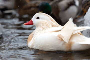 Close-up of male white mandarin duck albino swimming in lake and looking at falling snow