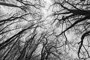 Winter forest branches