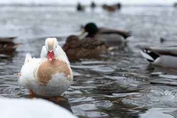 Male white mandarin duck albino standing in water and looking at camera