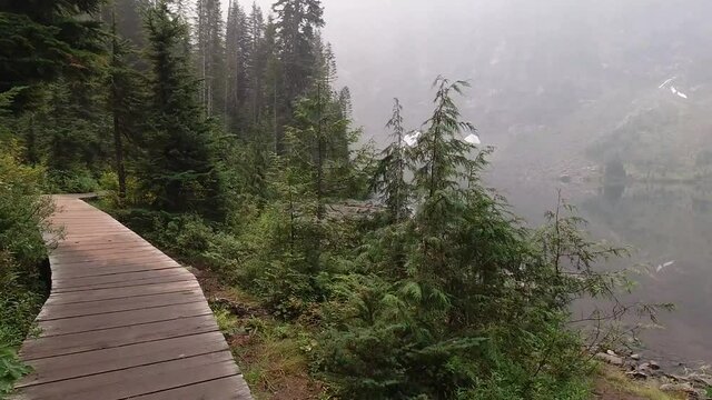 Hyperlapse of a Wilderness Trail Forest Hike