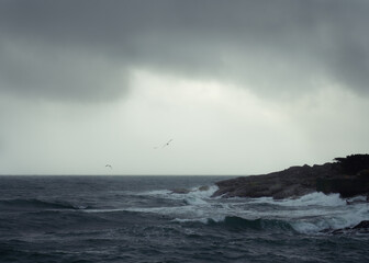 Waves and Birds