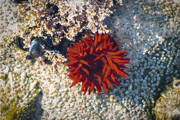 Naklejka na ściany i meble Beadlet anemone with opened tentacles
