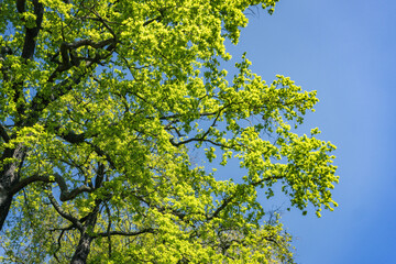 green leaves against blue sky