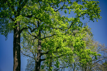 trees in the forest in Spring