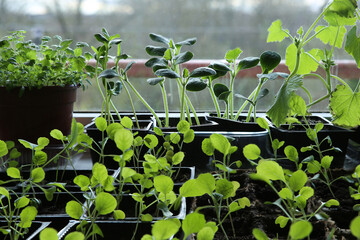Young vegetable Brussels sprout,  Pattypan squash seedlings in pots on windowsill. Plants sprout...
