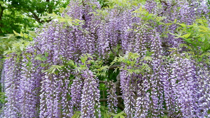 商用で使える藤の写真